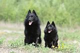 SCHIPPERKE 553